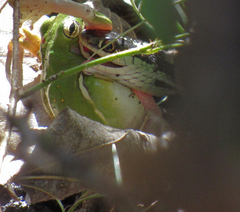 Thamnophis proximus orarius