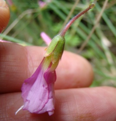 Oxalis bifida