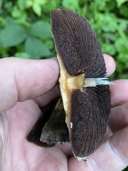 Psathyrella rugocephala
