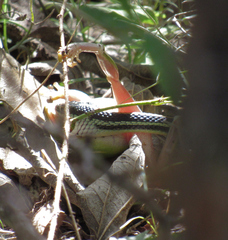 Thamnophis proximus orarius