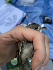 Empidonax traillii extimus