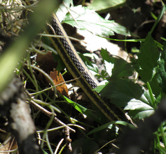 Thamnophis proximus orarius
