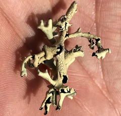 Xanthoparmelia neochlorochroa