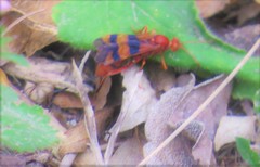 Compsocryptus texensis