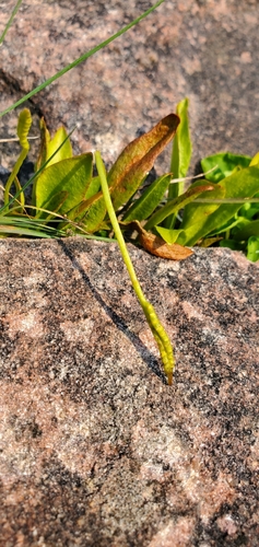 Image of Ophioglossum pusillum by (c) Sarah Johnson, some rights reserved (CC BY)