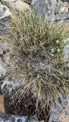 Carex nardina