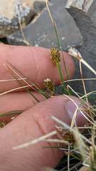 Carex nardina