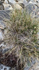 Carex nardina