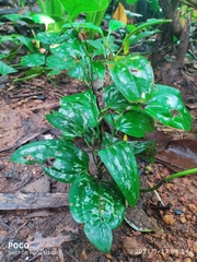 Smilax zeylanica