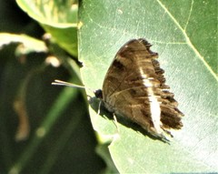 Eurytela hiarbas angustata