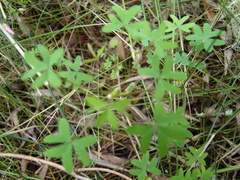 Oxalis bifida