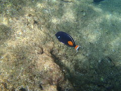 Acanthurus achilles