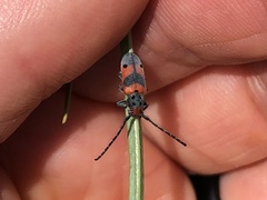 Tetraopes discoideus