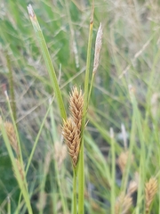 Carex secalina