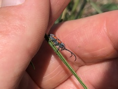 Tetraopes discoideus