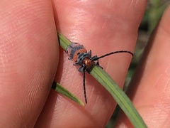 Tetraopes discoideus