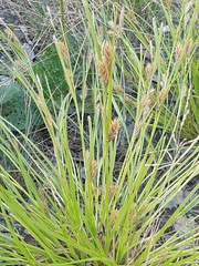 Carex secalina