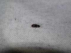 Stenolophus ochropezus