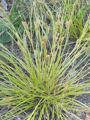 Carex secalina