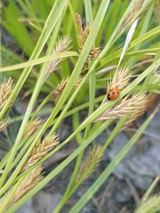 Carex secalina