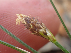 Carex nardina