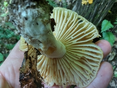 Russula earlei