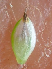 Carex nardina