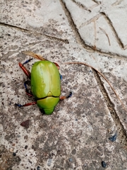 Chrysina macropus