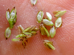 Carex nardina