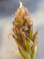 Carex nardina
