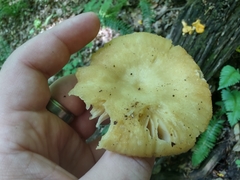 Russula earlei