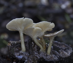 Clitocybula dusenii