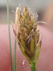 Carex nardina
