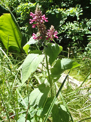 Stachys chamissonis cooleyae