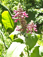 Stachys chamissonis cooleyae