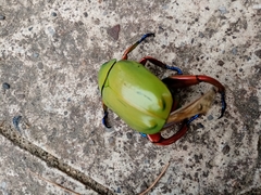 Chrysina macropus