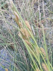 Carex secalina