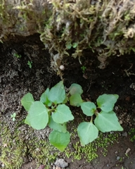 Sarcopyramis napalensis