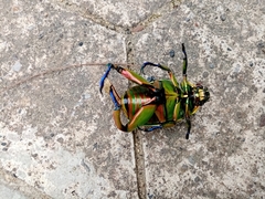 Chrysina macropus