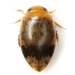 Laccophilus fasciatus - Photo (c) Mike Quinn, Austin, TX, some rights reserved (CC BY-NC), uploaded by Mike Quinn, Austin, TX