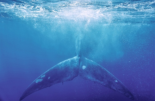 Photo of Blue whale (Balaenoptera musculus)