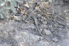 Aspidoscelis marmoratus