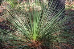 Xanthorrhoea platyphylla