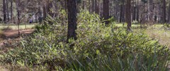 Adenanthos cuneatus