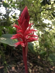 Stenorrhynchos speciosum