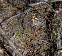 Caladenia decora