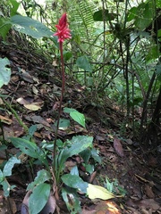 Stenorrhynchos speciosum