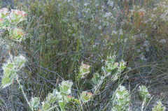 Adenanthos cuneatus