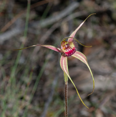 Caladenia decora