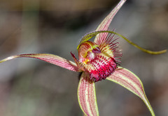 Caladenia decora